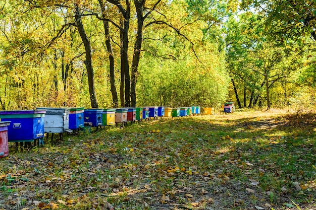 Разноцветные пчелиные ульи на пасеке в лесу