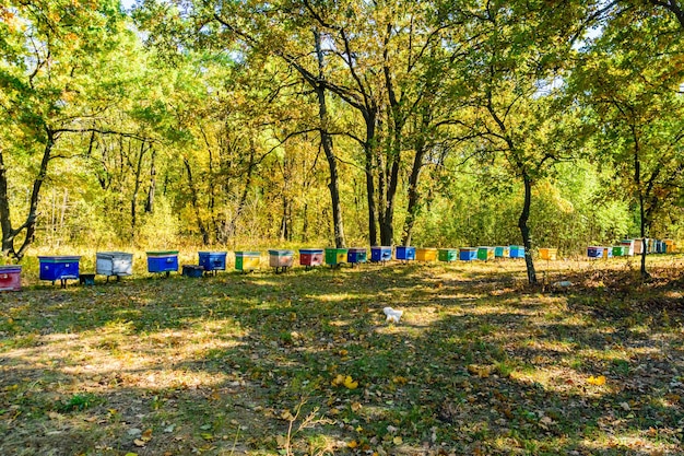 Разноцветные пчелиные ульи на пасеке в лесу