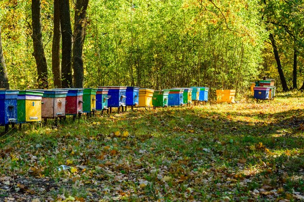 Multicolored bee hives at apiary in the forest