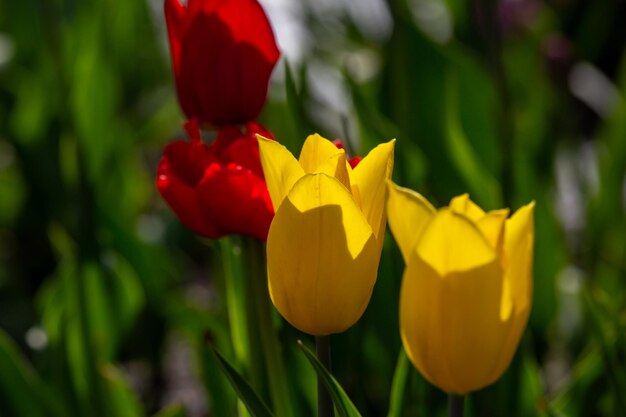 春の晴れた日に色とりどりに咲くチューリップの花