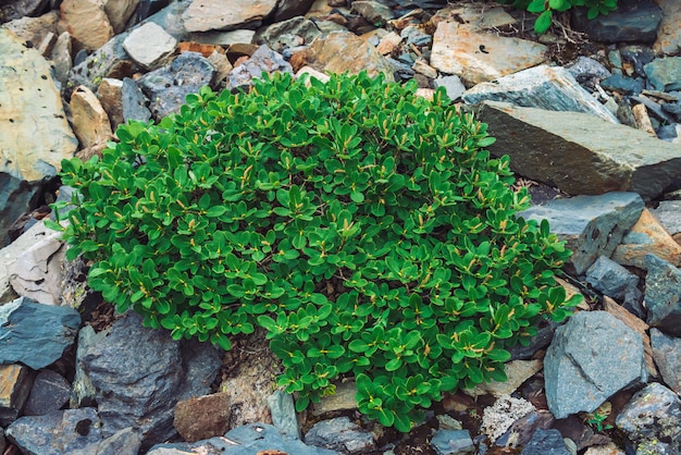 Multicolored boulder stream. loose rock close up. plants among\
randomly scattered stones. amazing detailed background of highlands\
boulders with rich vegetation. natural texture of mountain\
terrain.