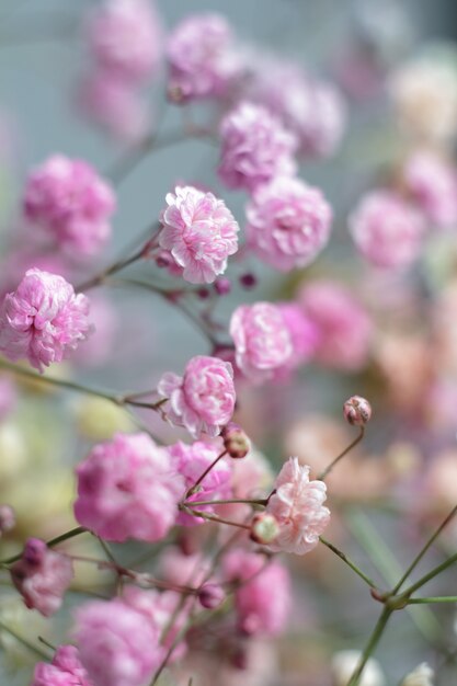 カスミソウの花の色とりどりの花束。淡いパステル調の背景にカスミソウの花の最小限の構成。