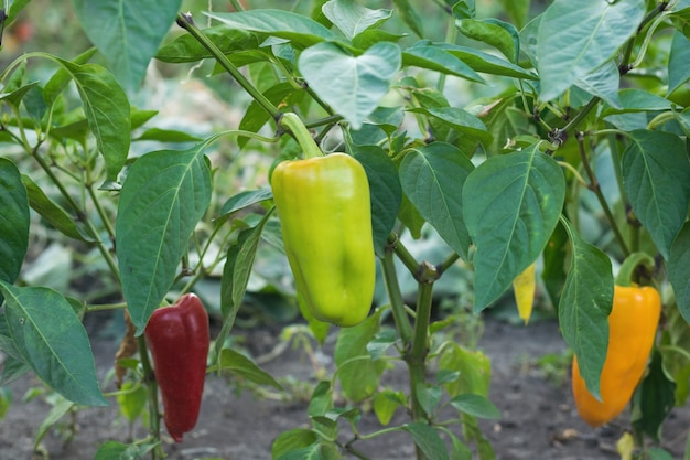 Multicolored Bulgarian pepper growing in the open ground.