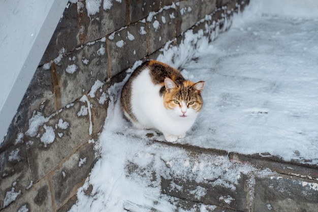 Разноцветный кот сидит на снегу Брошенные кошки зимой