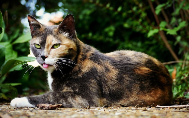 A multicolored cat with green eyes lies on the ground in a park