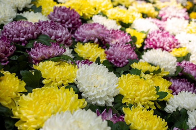 Multicolored chrysanthemums with selective focus. Many flowers.