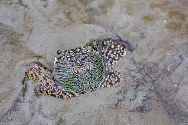 豊かな海岸沿いの多色のカニ