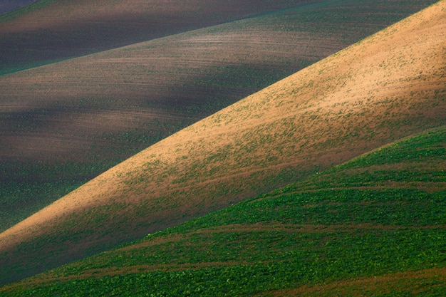 Campo coltivato multicolore con piantagioni di diversi colori