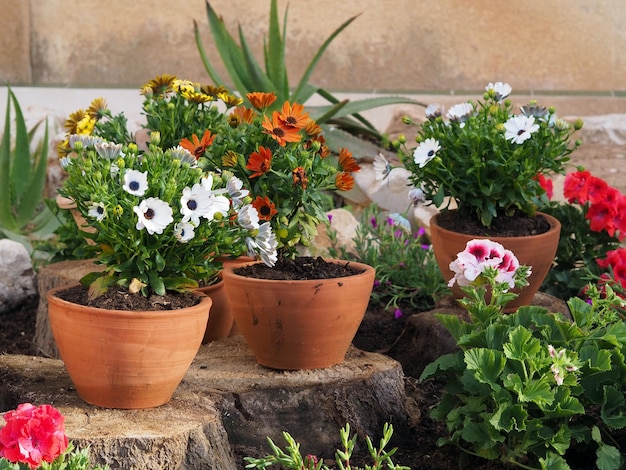 Multicolored daisies and geraniums in pots