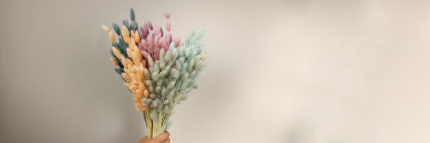 Разноцветные сухие цветы заячьи хвосты в руке красивая концепция букета