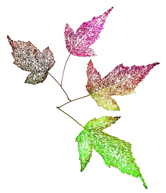 Multicolored dry leaf skeleton macro close up isolated