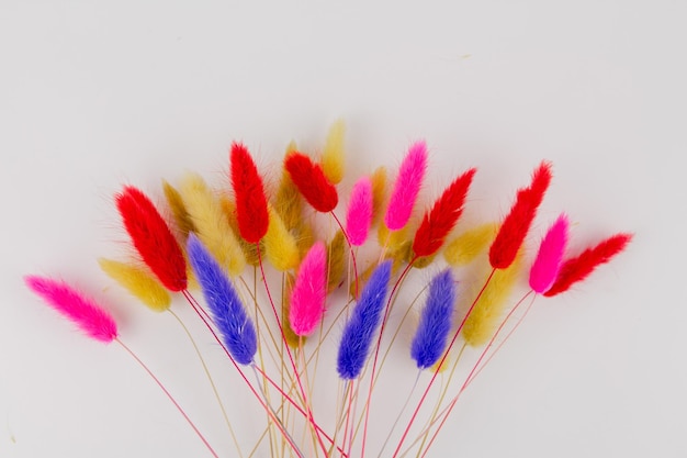 Multicolored dry twigs spikelet in a bouquet on a white background