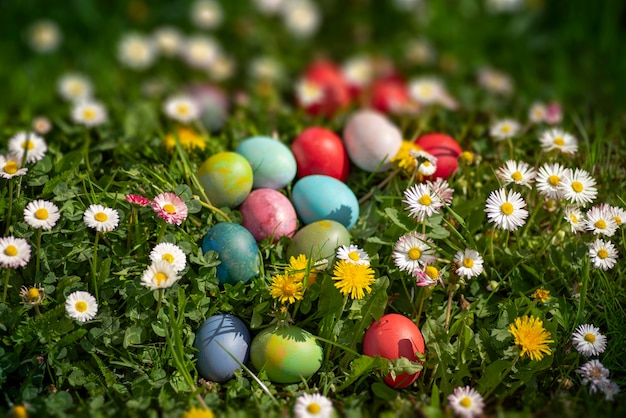 Multicolored Easter eggs in green grass among daisies and dandelions in bright sunshine
