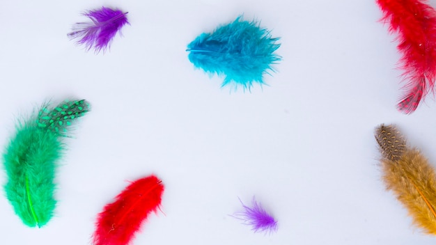 Multicolored feathers on a gray background