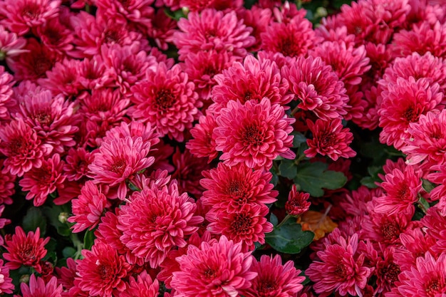 Multicolored flower beds of beautiful chrysanthemums