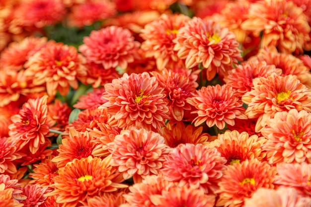 Multicolored flower beds of beautiful chrysanthemums