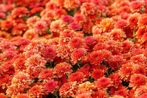 Multicolored flower beds of beautiful chrysanthemums