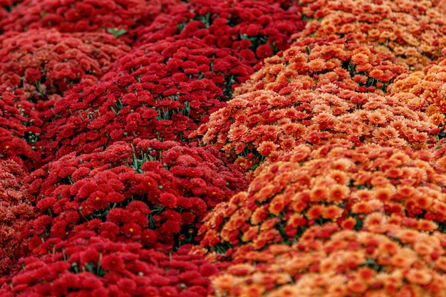 Multicolored flower beds of beautiful chrysanthemums