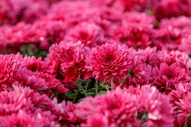 Multicolored flower beds of beautiful chrysanthemums