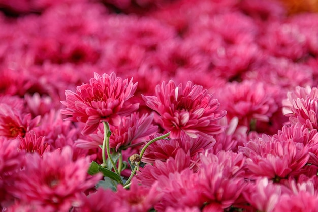 Multicolored flower beds of beautiful chrysanthemums