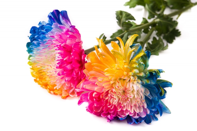 Multicolored flower isolated