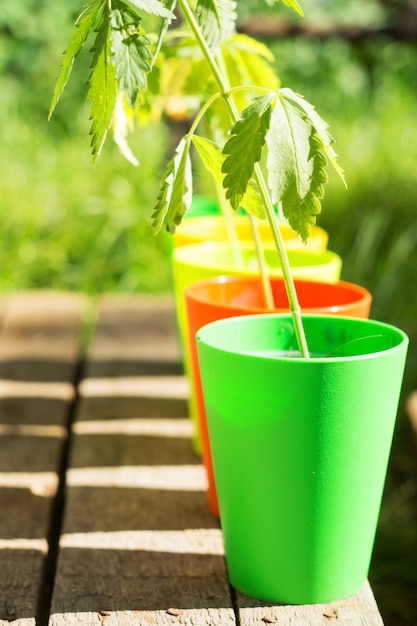 Multicolored flowerpots with hemp plants