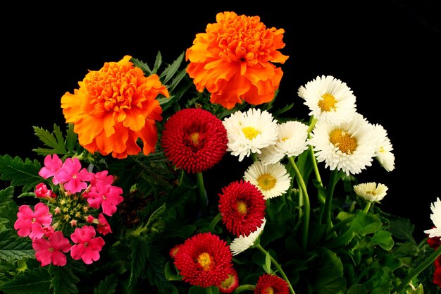 Multicolored flowers are close-up