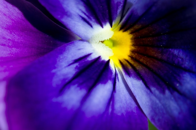 Multicolored flowers violet tricolor or Pansies macro photo