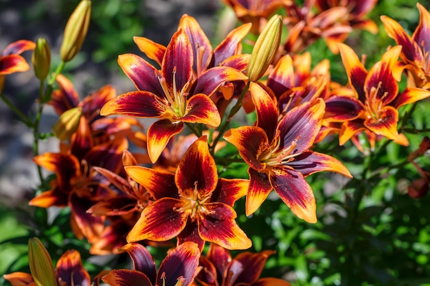 Multicolored garden lilies on a summer sunny day macro photography