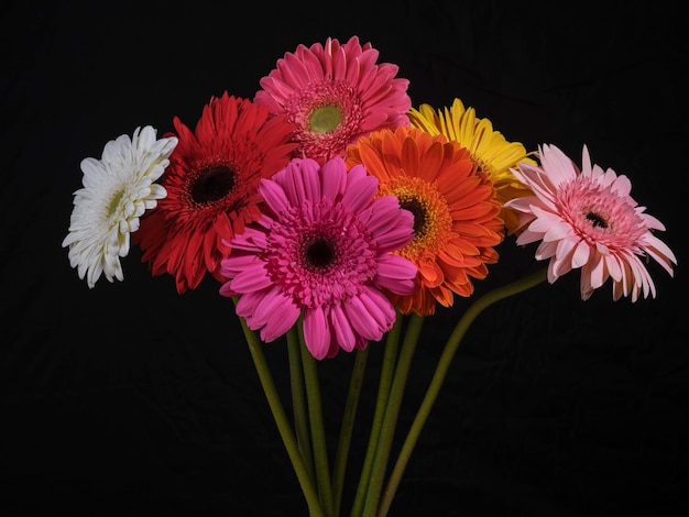 Photo multicolored gerbera flowers