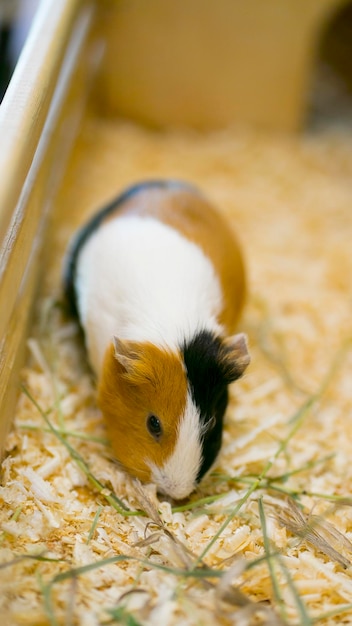 Multicolored guinea pig in an aviary