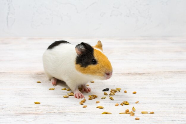 Multicolored guinea pig on a white background eats grains of wheat