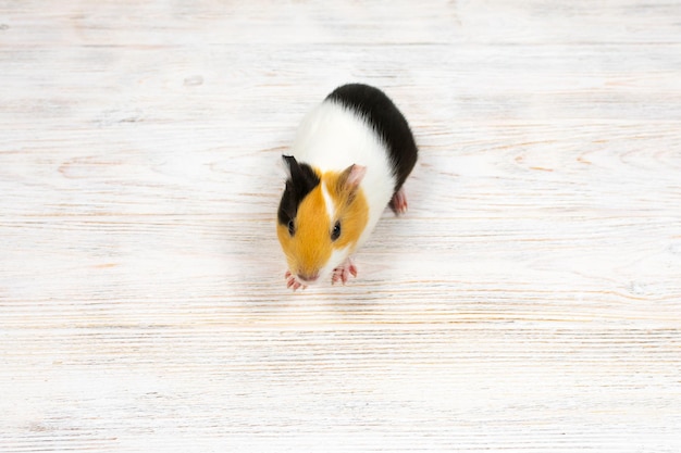 Multicolored guinea pig on a white background