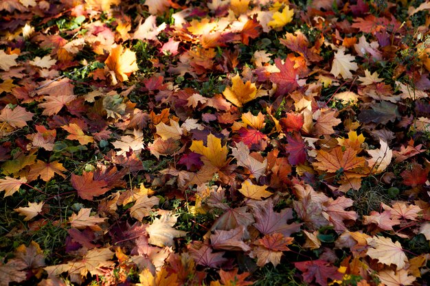 Multicolored leaves on autumn in the park