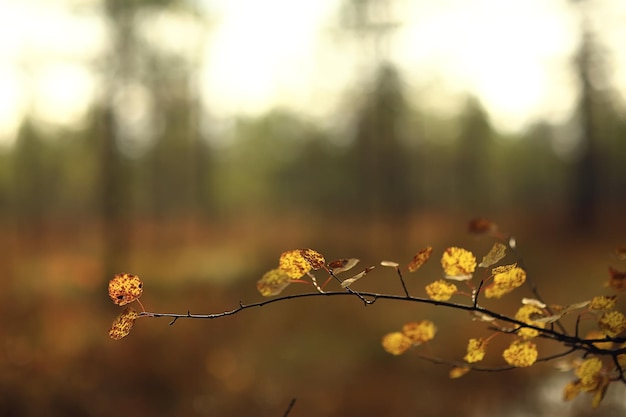 multicolored leaves branches background, abstract blurred wallpaper view