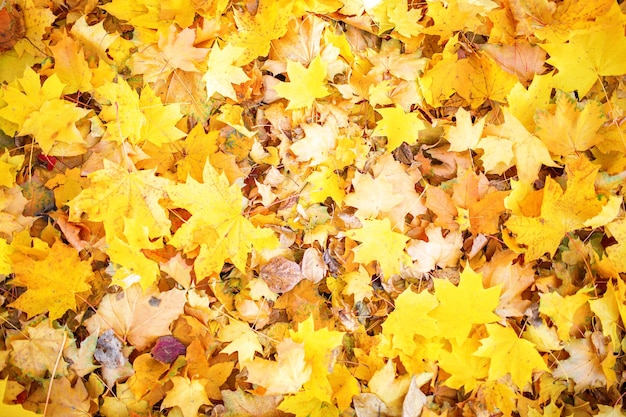 Multicolored leaves lie on the grass Autumn background