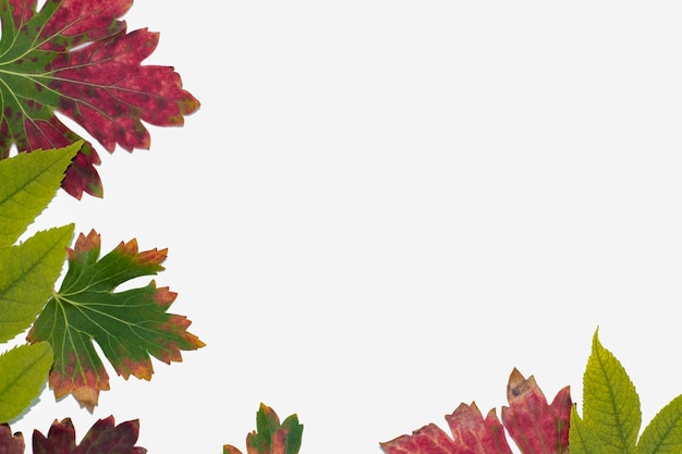 Foto foglie multicolori su uno sfondo bianco in close-up sotto forma di un modello autunnale