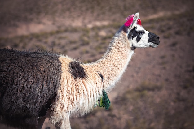 Foto lama multicolore vicino alla laguna del colorado bolivia