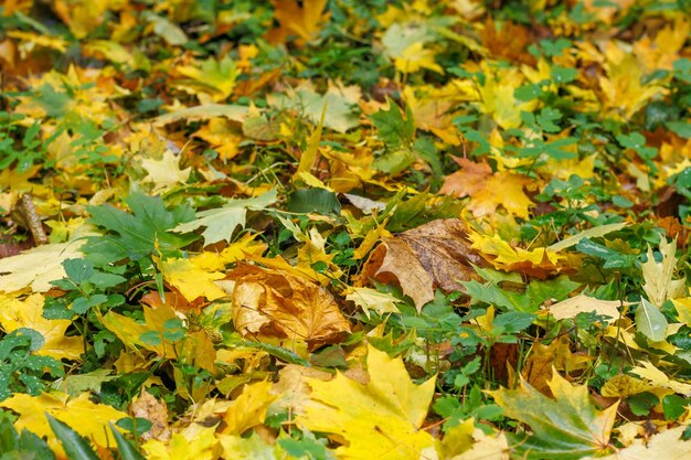 色とりどりのカエデの葉が芝生の上に横たわる 落ちた黄色のカエデの葉で覆われた緑の草の芝生 緑の草の中に赤と黄色のカエデの葉 公園の秋 11月