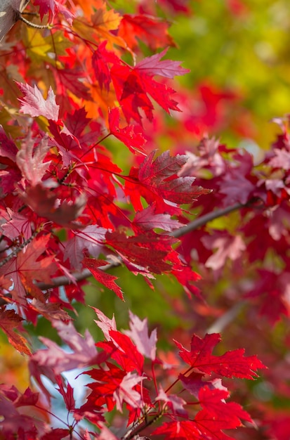 Multicolored maple leaves on tree branches close up