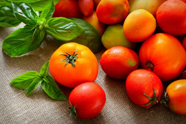 Multicolored organic homegrown tomatoes