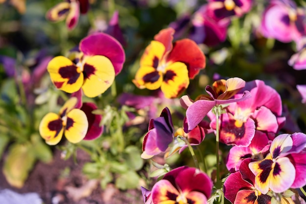 Multicolored pansy flowers background