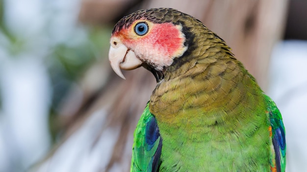 A multicolored parrot sits on a branch