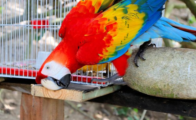 鳥の公園の色とりどりのオウムが手から食べ物を取る