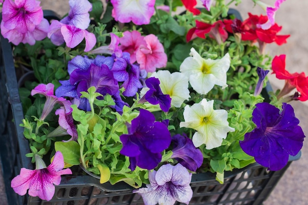 정원에 심을 준비가 된 여러 가지 빛깔의 페튜니아 꽃