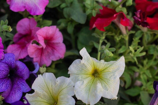 정원에 심을 준비가 된 여러 가지 빛깔의 페튜니아 꽃