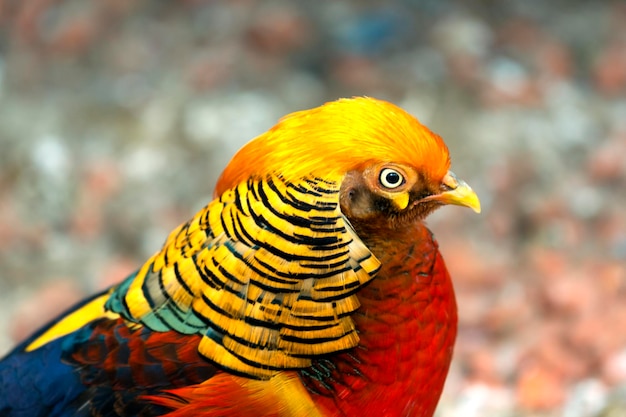 Multicolored pheasant portrait