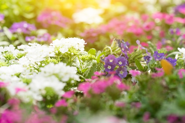 Multicolored pink purple white flowers in the meadow at sunset or sunrise Texture