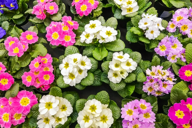 Multicolored primroses bloom. Background of flower of primrose.