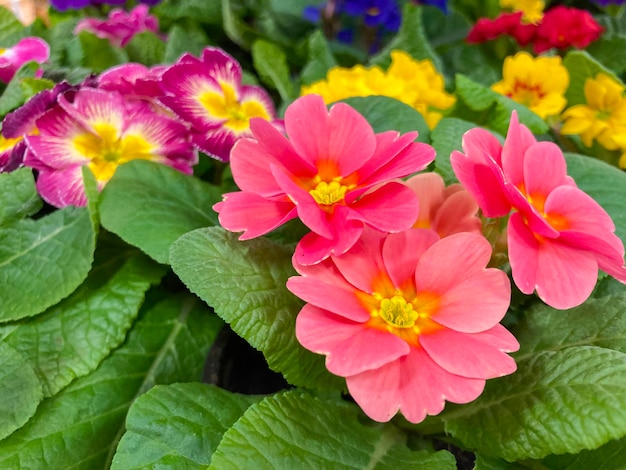 여러 가지 빛깔의 primroses primula vulgari를 닫습니다.